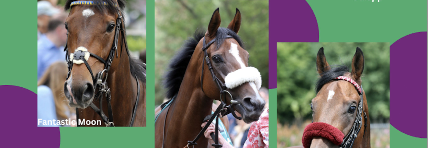 Kandidaten Galopper des Jahres